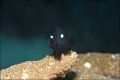   This little threespot dascyllus trimaculatus Wakatobi Marine Preserve Indonesia was ham she swam front my camera posed several minutes. minutes  